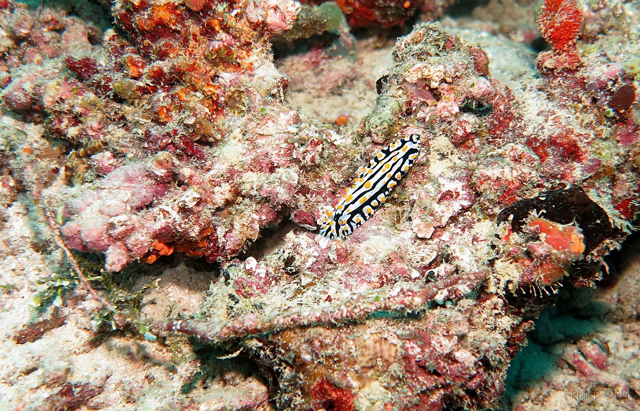 Velidhu - 2013_03_14 - IMG_0747rf_Nudibranche_Aquarium_Plongee.jpg